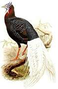 Bulwer's Pheasant