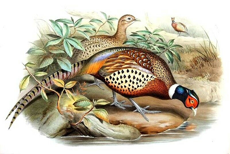 Common Pheasant