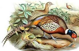 Common Pheasant