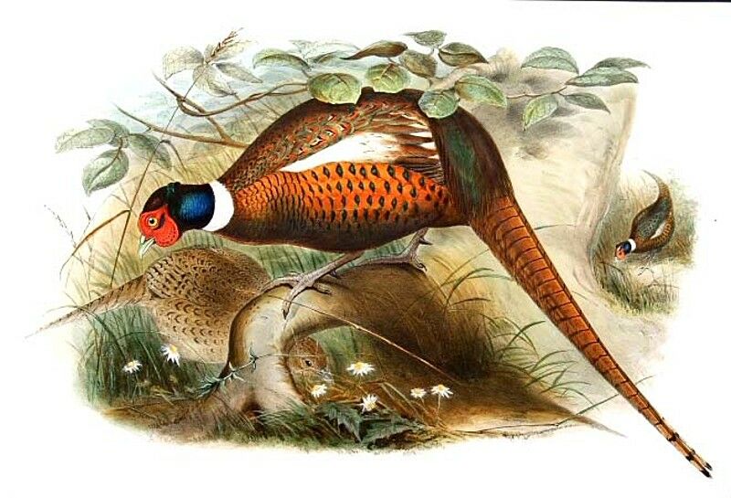 Common Pheasant