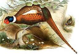 Common Pheasant