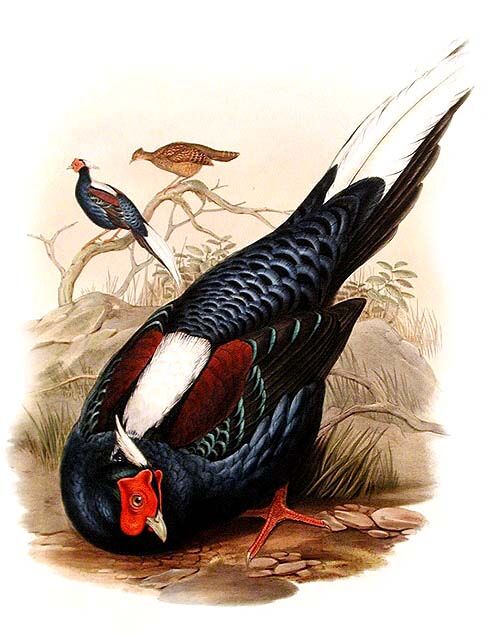 Swinhoe's Pheasant