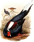 Swinhoe's Pheasant