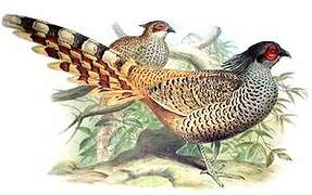 Cheer Pheasant