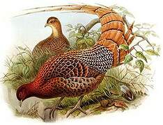 Copper Pheasant