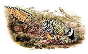 Reeves's Pheasant