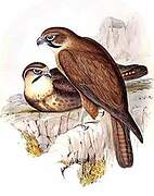 Brown Falcon