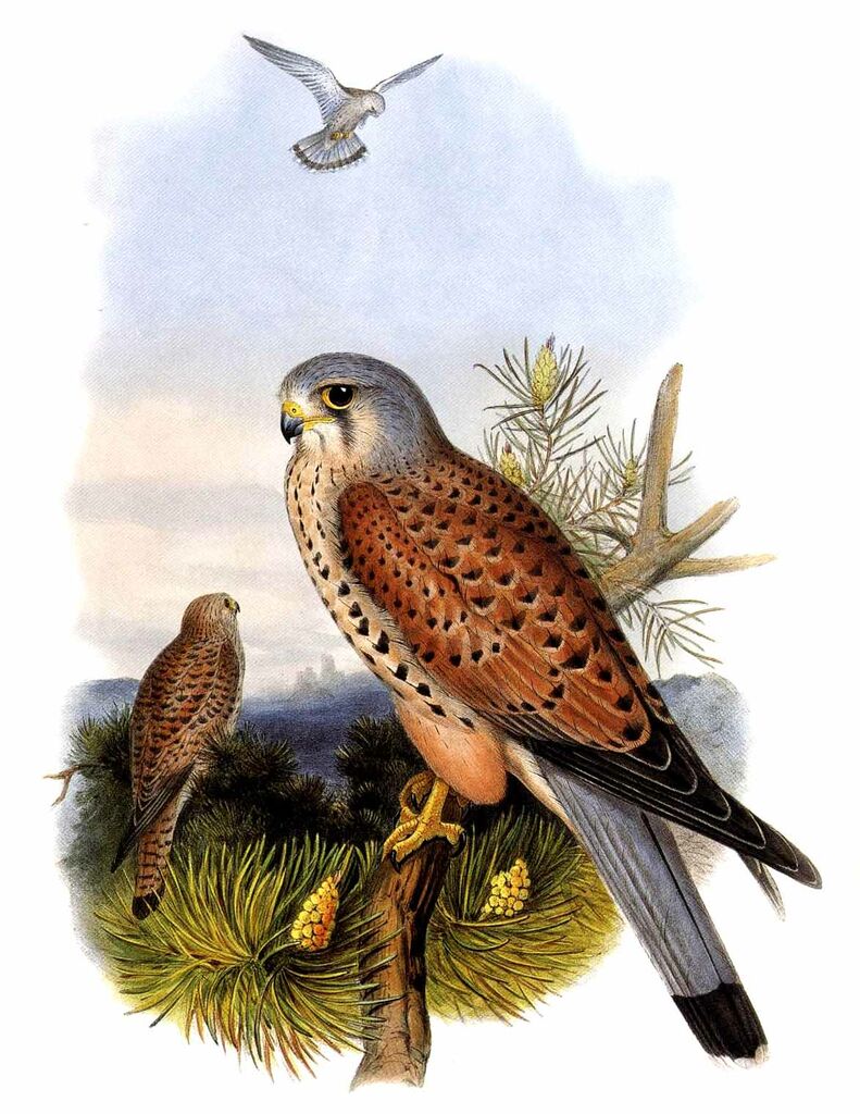 Common Kestrel