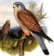 Common Kestrel