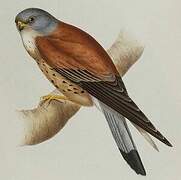 Lesser Kestrel