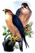 Peregrine Falcon (pelegrinoides)