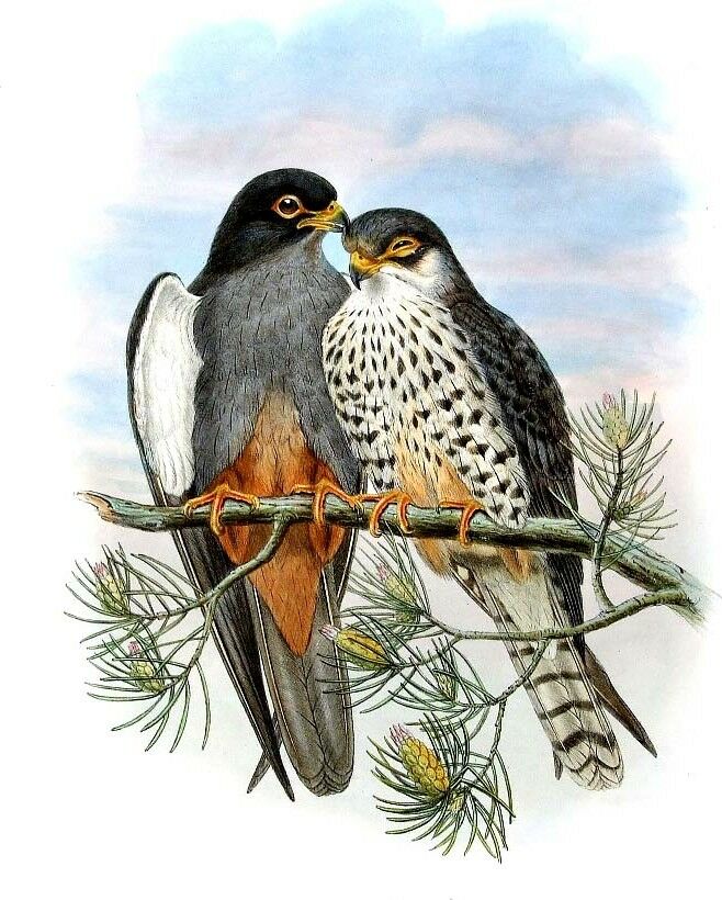 Amur Falcon