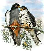 Amur Falcon