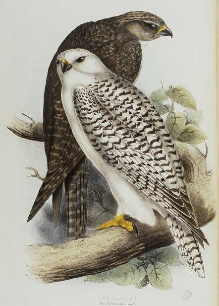 Gyrfalcon