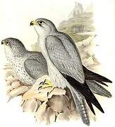 Grey Falcon