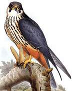 Eurasian Hobby