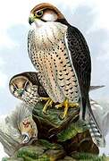 Lanner Falcon