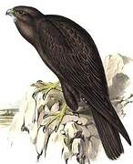 Faucon noir