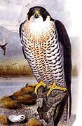 Peregrine Falcon