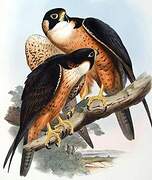 Peregrine Falcon (peregrinator)