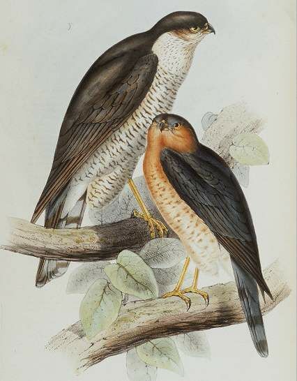 Black-thighed Falconet