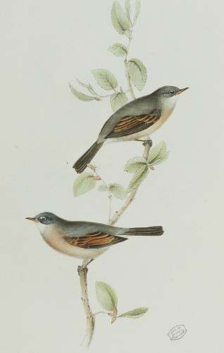 Spectacled Warbler