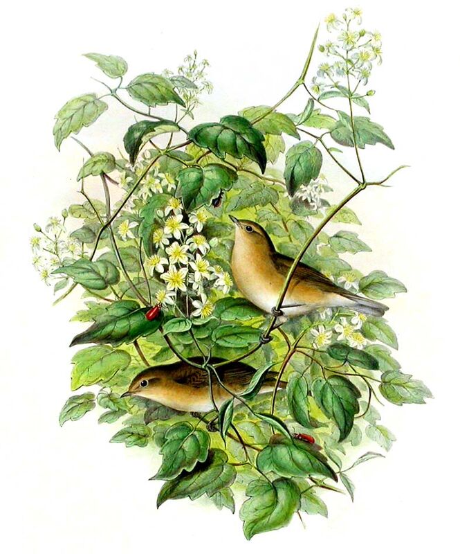 Garden Warbler