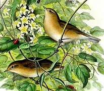 Garden Warbler