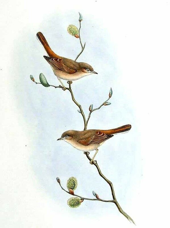 Asian Desert Warbler