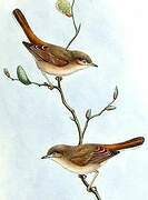 Asian Desert Warbler