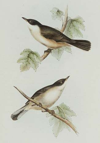 Western Orphean Warbler