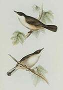 Western Orphean Warbler