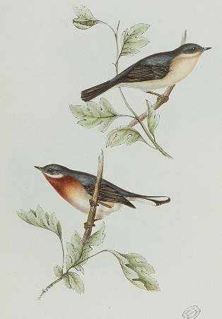 Western Subalpine Warbler