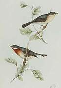 Subalpine Warbler