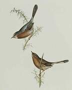 Dartford Warbler