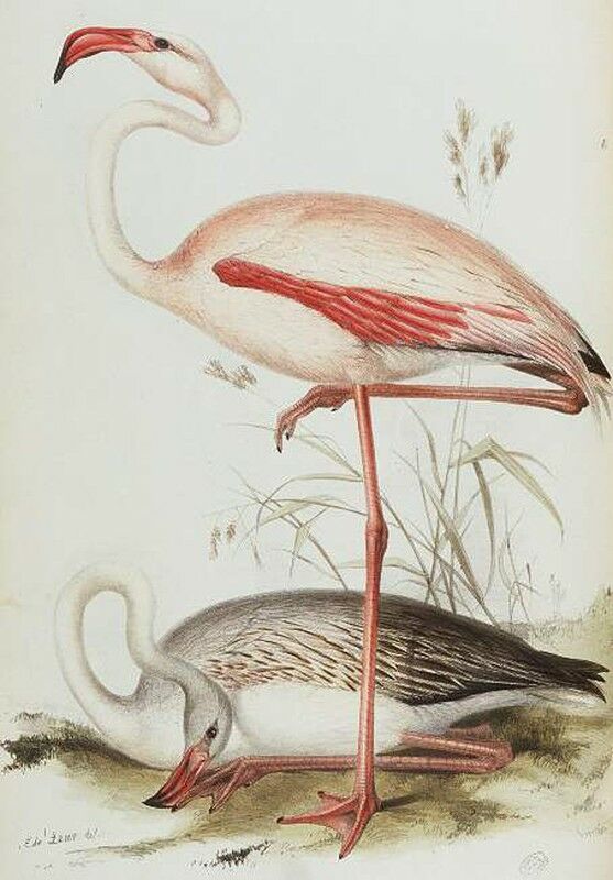 Greater Flamingo