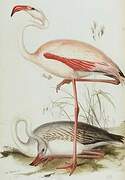 Greater Flamingo