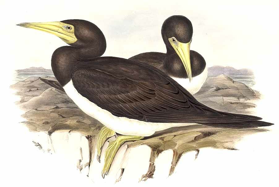 Brown Booby