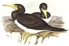 Brown Booby