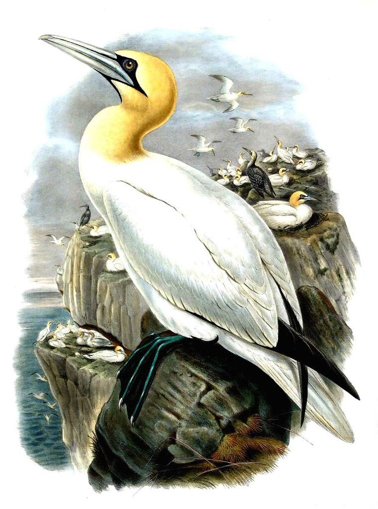 Northern Gannet, identification