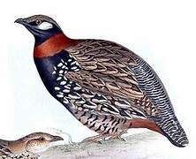 Black Francolin