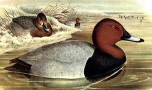 Common Pochard