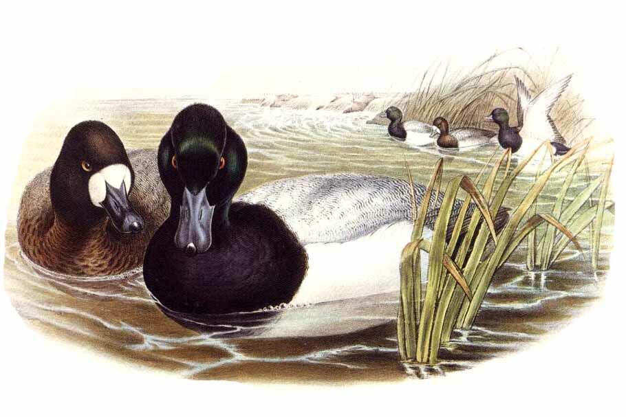 Greater Scaup