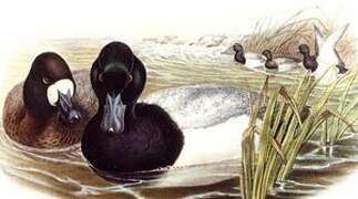 Greater Scaup