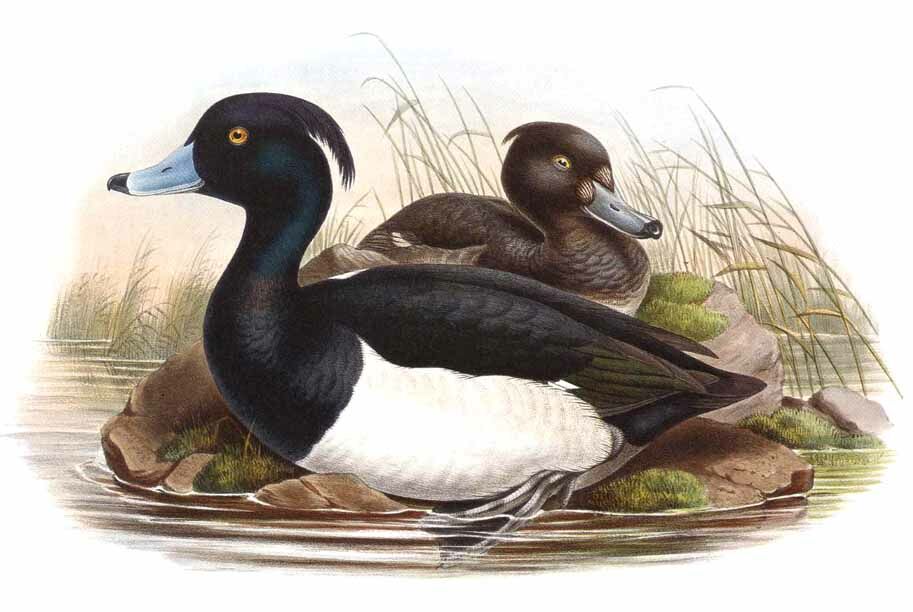 Tufted Duck