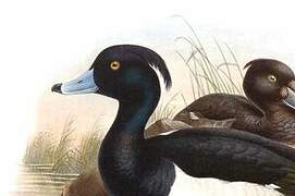 Tufted Duck