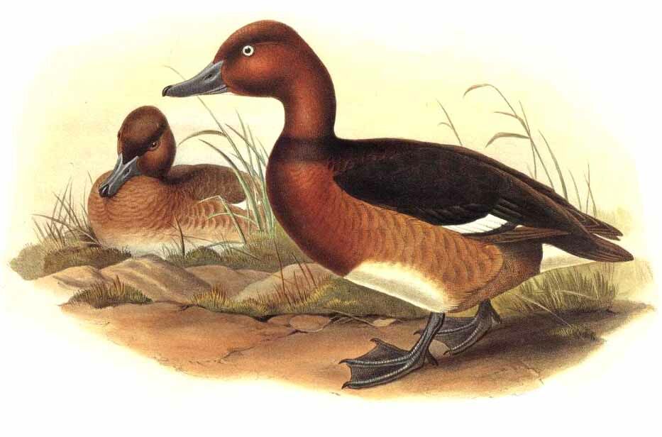 Ferruginous Duck