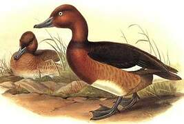 Ferruginous Duck