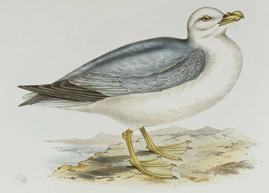 Fulmar boréal