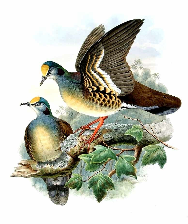 Sulawesi Ground Dove